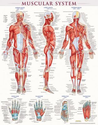 MUSCULAR SYSTEM POSTER LAMINAT